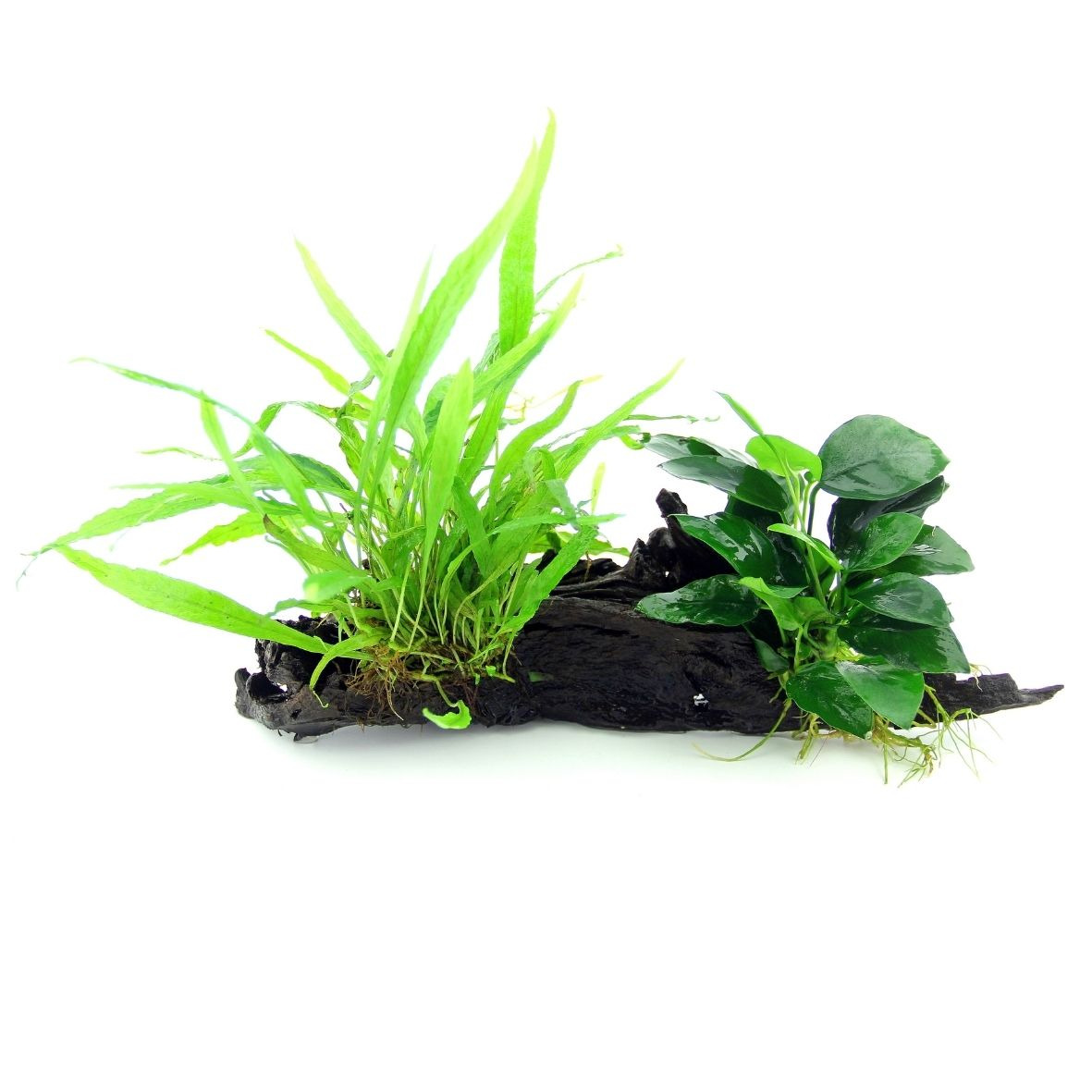 ALOHA Anubias & Microsorum Wurzel