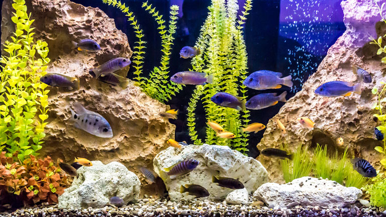Aquarium mit bunten Fischen, Steinen und Wasserpflanzen.