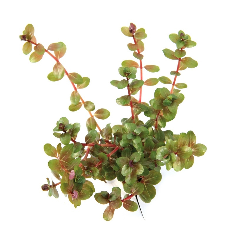Rotala rotundifolia, Aquarienpflanze, rötlich-grüne Blätter, ideal f. Süßwasseraquarien, pflegeleicht, fördert Wasserqualität.