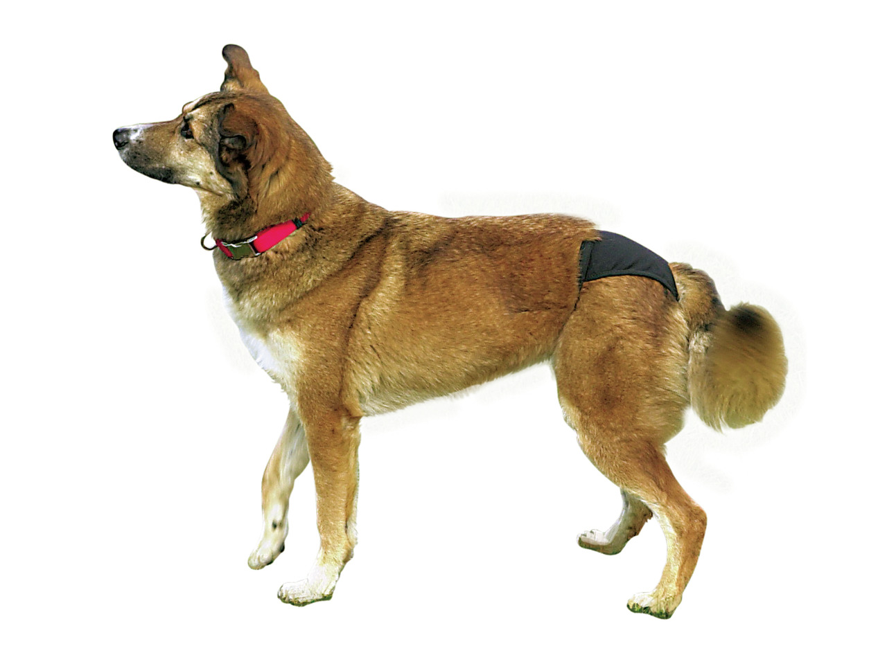 Das Bild zeigt einen mittelgroßen Hund mit braunem Fell, der eine schwarze Schutzhose trägt. Es handelt sich um das Produkt „TRIXIE Schutzhose für Hunde“, geeignet für mittelgroße Hunde. Die Schutzhose dient der Hygiene, z. B. während der Läufigkeit. Der 