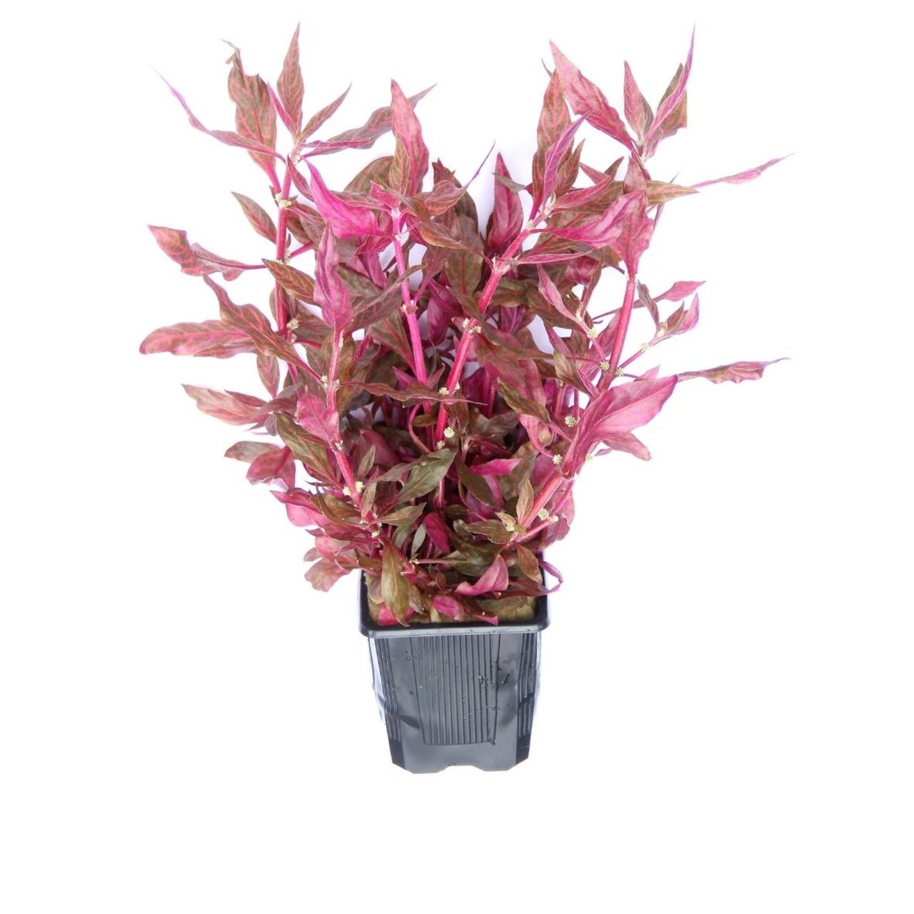ALOHA Wasserpflanzen-Set, für Aquarienliebhaber, pink-grüne Blätter, im schwarzen Topf, ideal für Süßwasseraquarien.