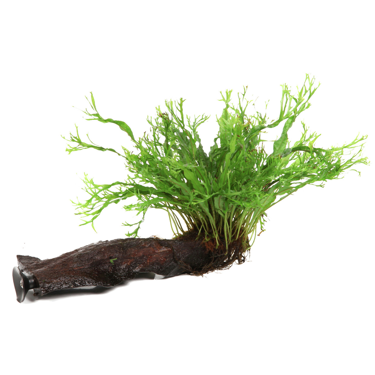 Tropica Microsorum pteropus 'Windeløv' auf Wurzel, für Aquarienbesitzer, pflegeleicht, dekorativ, ideal für Süßwasseraquarien.