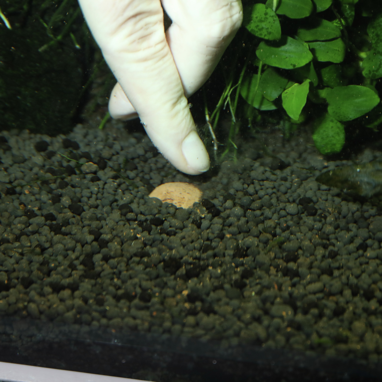 Das Bild zeigt eine Hand, die ein JBL NovoTab Futtertablette in ein Aquarium einführt. Die Tablette ist speziell für Zierfische entwickelt und dient als Hauptfutter. Im Hintergrund sind grüne Wasserpflanzen und ein dunkler Kiesboden zu sehen. Die Zielgrup