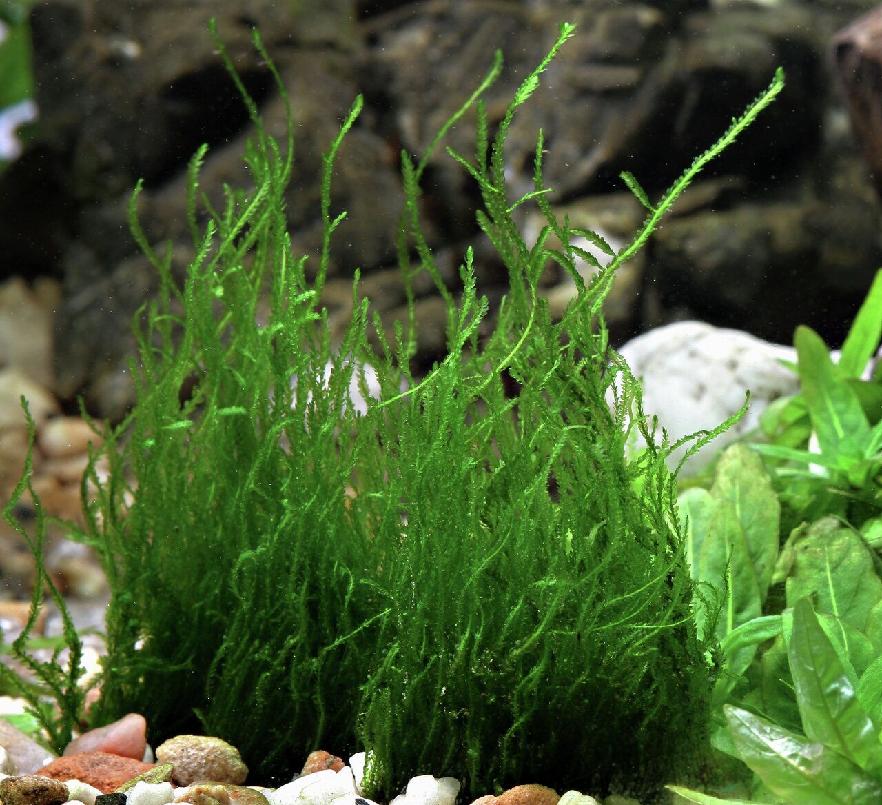 Das Bild zeigt die Wasserpflanze "Vesicularia dubyana", bekannt als Javamoos, in einem Aquarium. Die sattgrünen, filigranen Moosstrukturen wachsen dicht und bieten Fischen und Garnelen Versteckmöglichkeiten. Im Hintergrund sind Steine und weitere Pflanzen