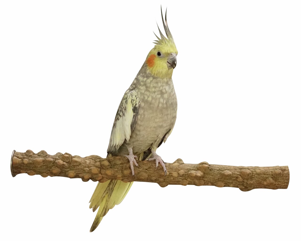 Das Bild zeigt einen Nymphensittich, der auf einer natürlichen Sitzstange aus Holz sitzt. Die Sitzstange gehört zum Produkt „AK 4Pets“, einer Marke für Tierbedarf. Zielgruppe sind Vogelhalter, die ihren Tieren eine artgerechte Umgebung bieten möchten. Die