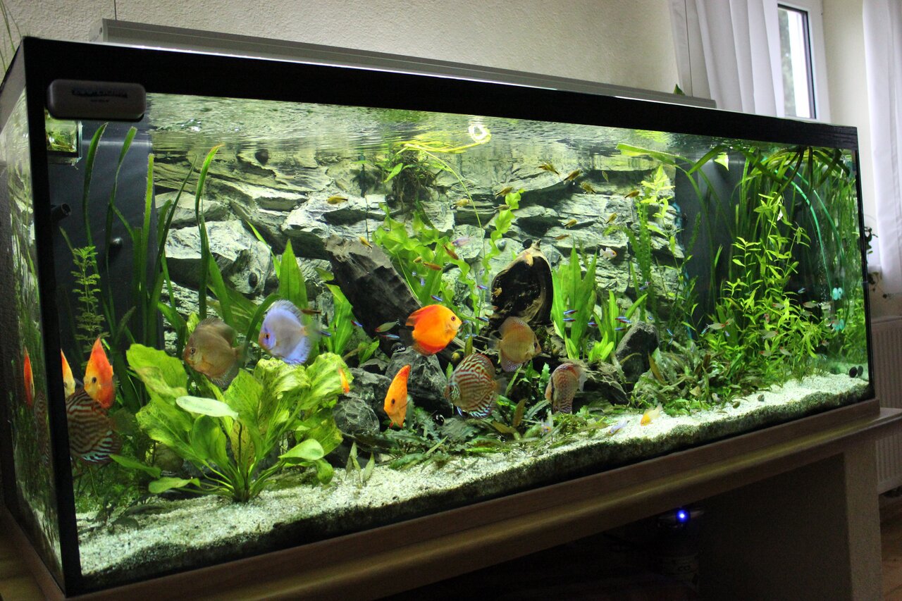 Das Bild zeigt ein großes, rechteckiges Aquarium, das mit einer aquaLEDs-Beleuchtung ausgestattet ist. Im Inneren befinden sich verschiedene tropische Fische, darunter Diskusfische in leuchtenden Farben wie Orange, Blau und Rot. Das Aquarium ist üppig bep