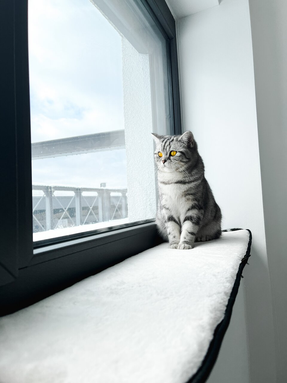 Eine grau getigerte Katze sitzt auf einer weißen Fensterbank und blickt aufmerksam aus dem Fenster in eine helle Umgebung.