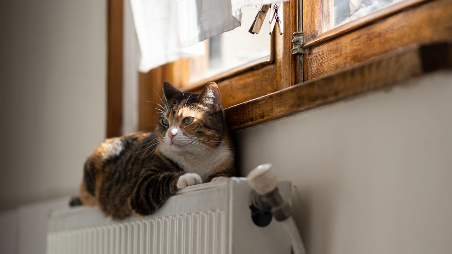 Katze und Heizung
