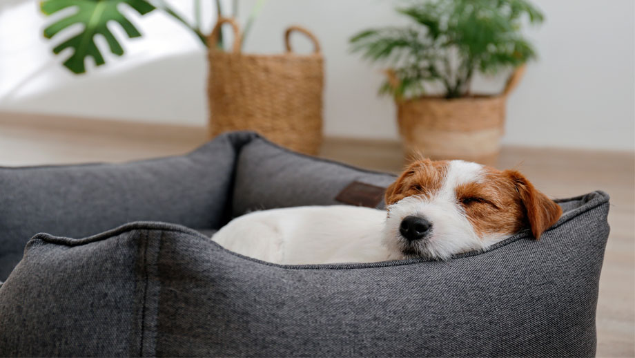 Der Perfekte Liegeplatz Fuer Hunde Hundebett