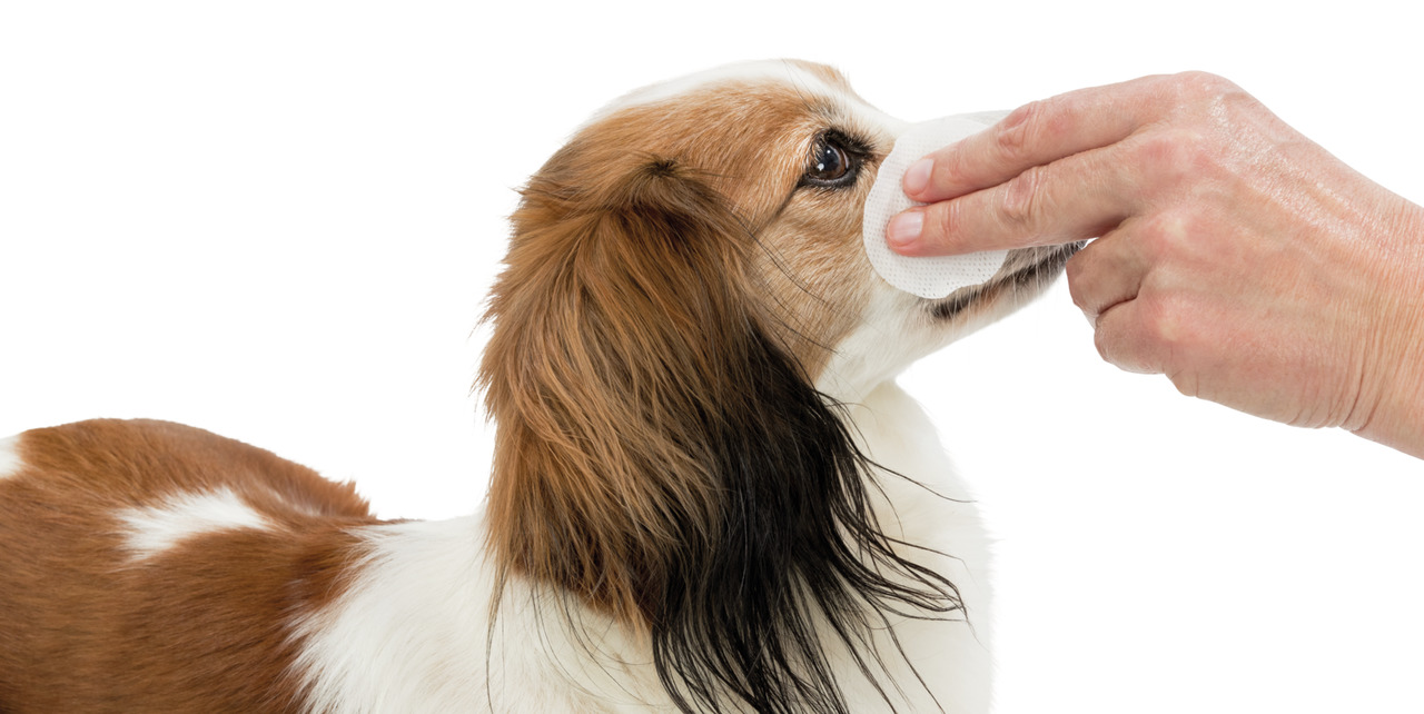 Das Bild zeigt eine Hand, die mit einem Reinigungspad sanft die Augenpartie eines kleinen Hundes reinigt. Es handelt sich um das Produkt "TRIXIE Augenpflege-Pads" für Hunde. Zielgruppe sind Hundebesitzer, die auf Hygiene und Pflege achten. Die Pads sind i