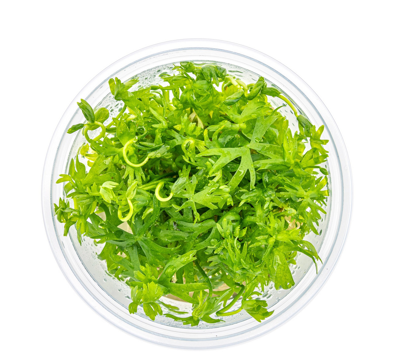Rundes, transparentes Gefäß mit frischen, saftigen Wasserpflanzen: feine Blätter, spiralförmige Triebe, lebendig & detailliert.