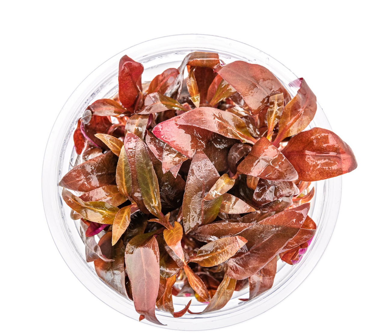 Ein rundes, transparentes Gefäß mit einer Wasserpflanze der Art Ludwigia palustris 'Super Red'. Die Pflanze hat leuchtend rote bis rotbraune Blätter und ist frisch und feucht. Sie eignet sich ideal für Aquarien und bietet eine attraktive Farbgebung. EAN: 