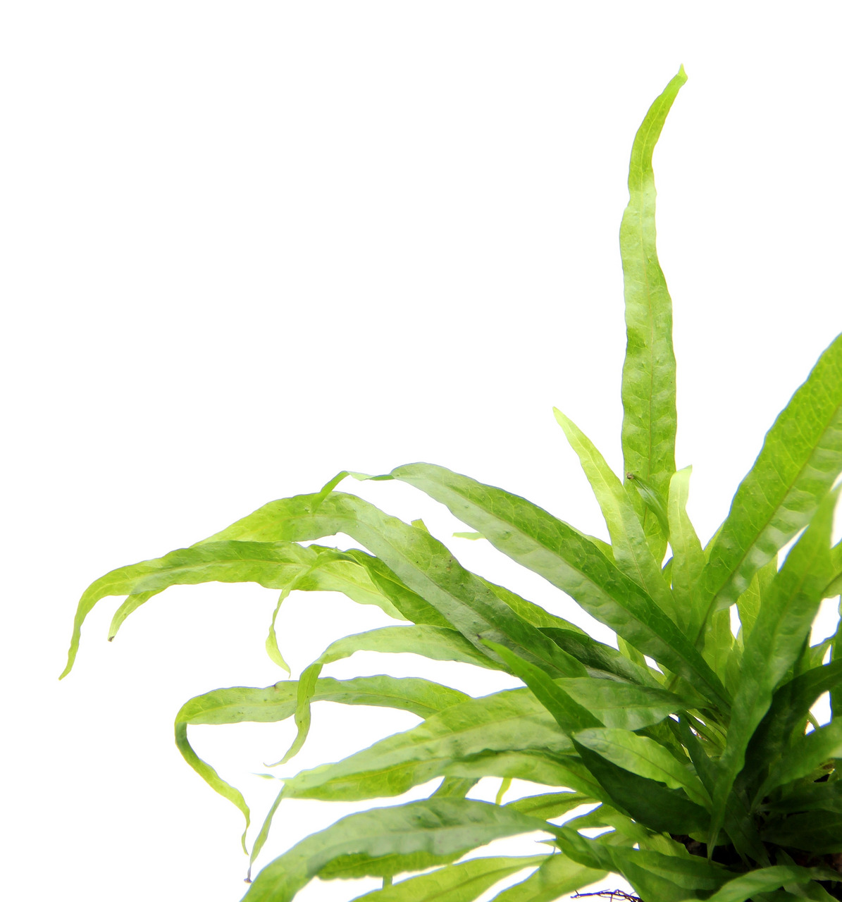 Microsorum pteropus (Javafarn), Wasserpflanze für Aquarien, geeignet für Süßwasserfische, leuchtend grüne, gewellte Blätter.