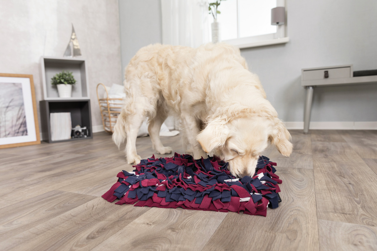 TRIXIE Activity Strategie-Spiel Schnüffelteppich Hundespielzeug