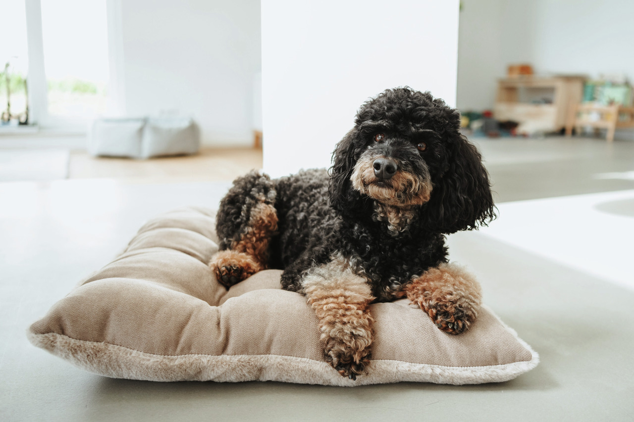 Ein schwarzer, lockiger Hund mit braunen Pfoten liegt entspannt auf einem beigen, weichen Hundekissen in einem hellen, modernen Wohnzimmer. Das Kissen stammt von der Marke HUNTER und ist für Hunde geeignet. Es bietet hohen Komfort und ist ideal für kleine