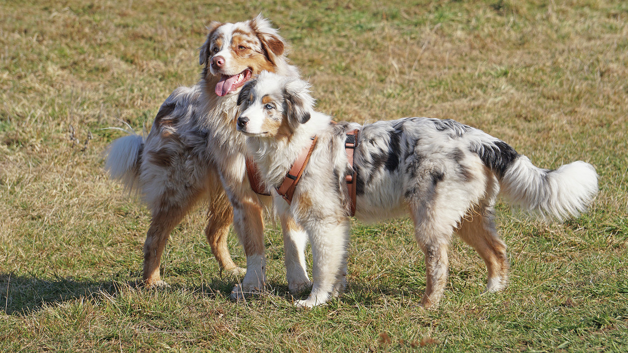 2 Australian Shepherds auf grüner Wiese. 1 trägt braunes Geschirr, 1 entspannt mit Zunge raus. Dichtes Fell in Braun, Weiß, Grau.