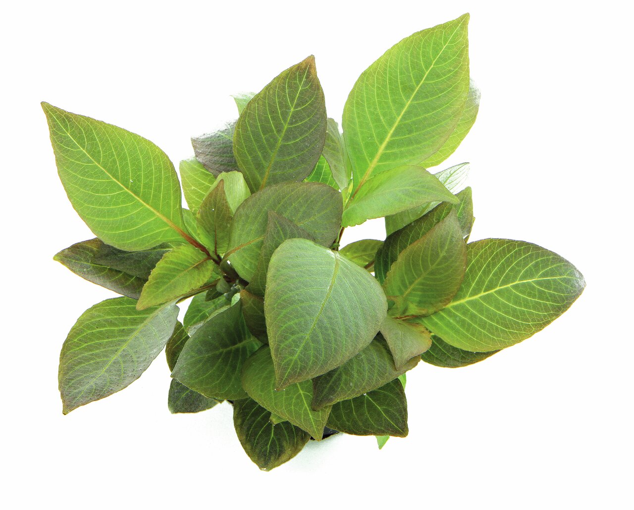 Grüne Pflanze mit ovalen, glänzenden, rötlich gefärbten Blättern in schlichtem Topf auf weißem Hintergrund, frisch & gesund.