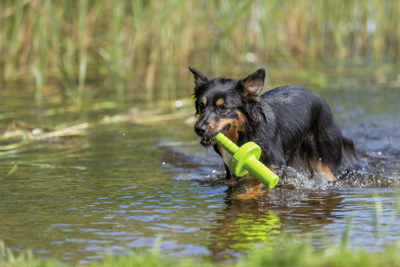 TRIXIE Wasserspielzeug, schwimmfähig, für Hunde, ideal für Apportierspiele im Wasser.