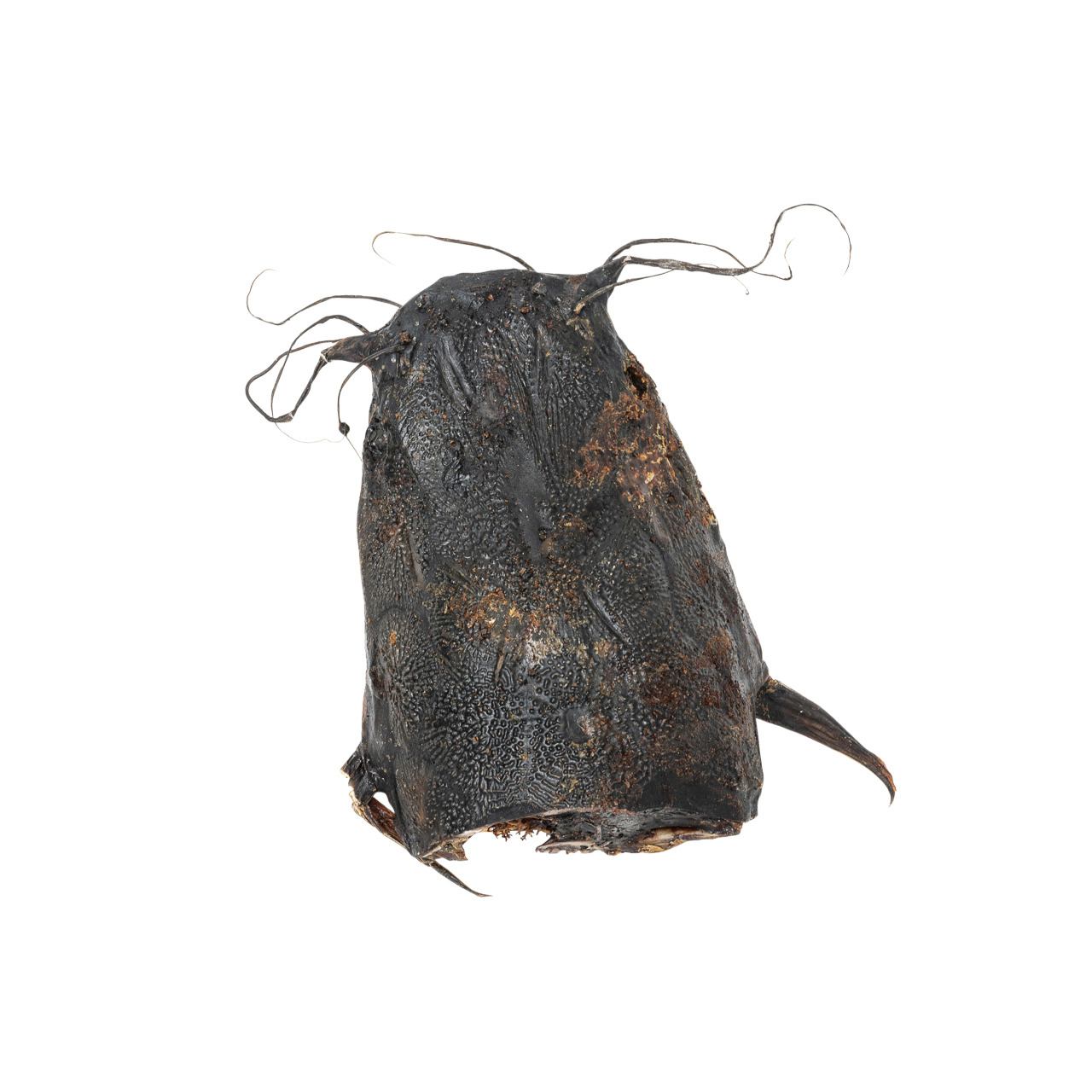 Das Bild zeigt ein natürliches Kauprodukt für Hunde der Marke Lottis Häppchen. Es handelt sich um einen getrockneten Fischkopf, der als gesunder Snack für Hunde dient. Der Artikel ist reich an Proteinen und unterstützt die Zahnpflege. Zielgruppe sind Hund