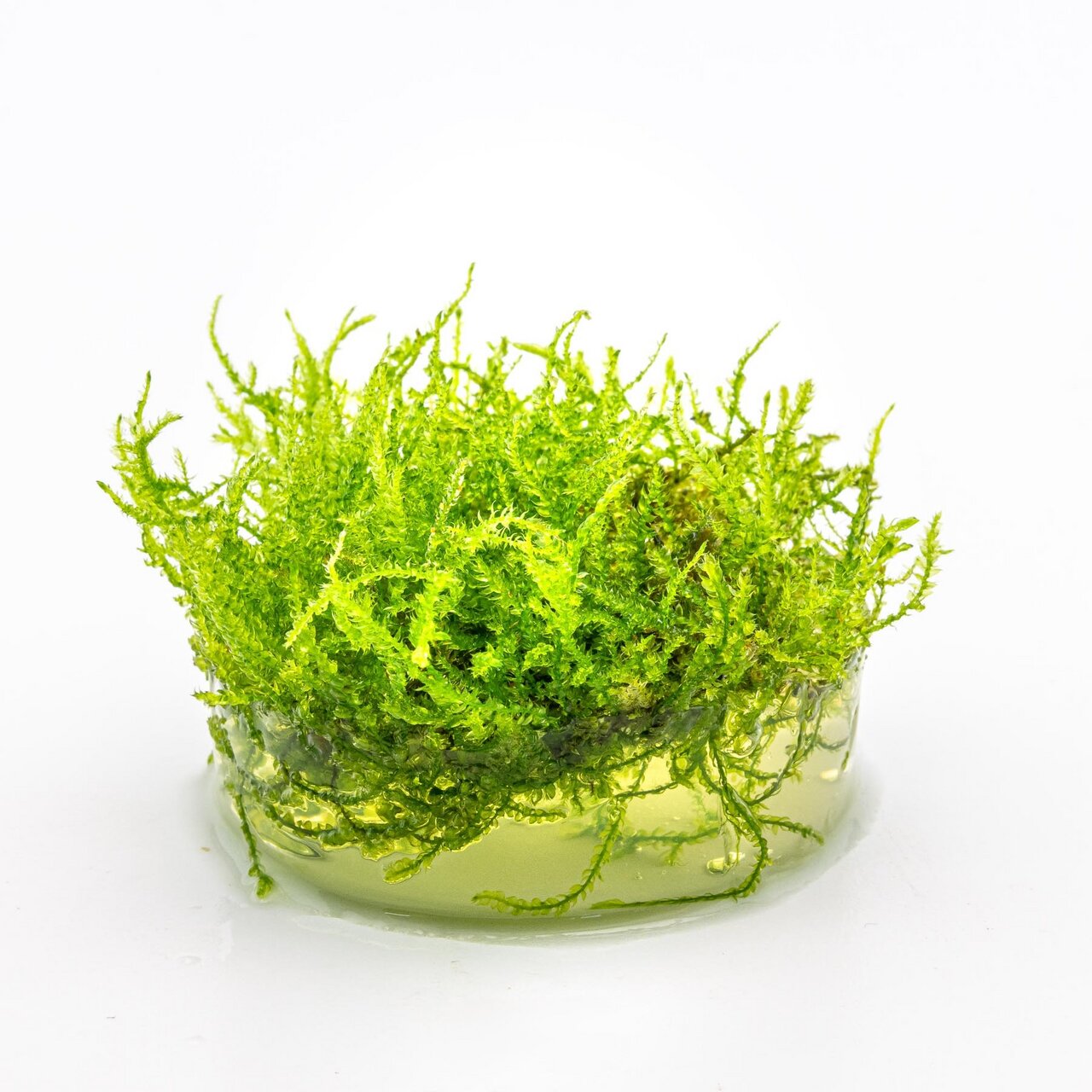 Das Bild zeigt eine Portion des Wasserpflanzenmooses "Taxiphyllum barbieri", auch bekannt als Javamoos, in einer transparenten Gelkultur. Die leuchtend grünen, filigranen Moosstrukturen sind dicht gewachsen und eignen sich ideal für Aquarien. Perfekt für 