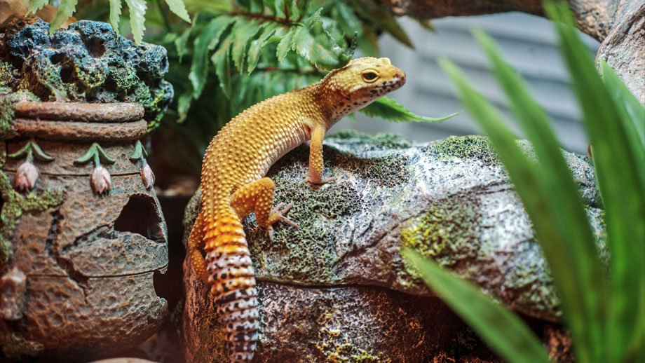 Terrarium Fuer Anfaenger Teaser