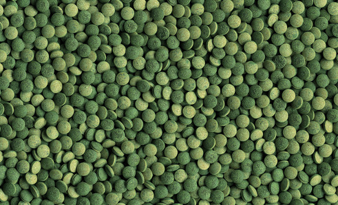 Tetra Pleco Tablets: Fischfutter für Bodenfische & Algenfresser, mit pflanzl. Inhaltsstoffen & Spirulina. Zielgr.: Aquarienfische.