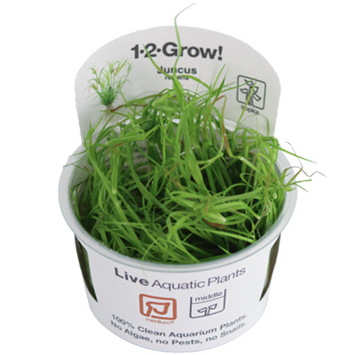 Tropica 1-2-Grow! Juncus repens, für Aquarienbesitzer, pestizidfrei, mittelgroße Portion, ideal für Süßwasseraquarien.