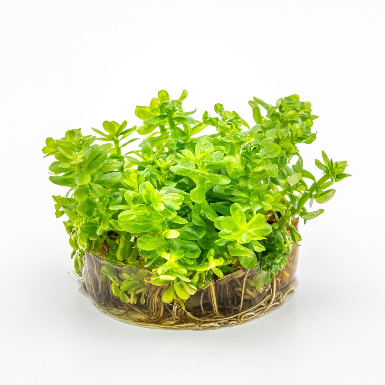 Das Bild zeigt eine frische Portion der Wasserpflanze Bacopa caroliniana, die in einem transparenten Kunststoffbehälter mit sichtbaren Wurzeln präsentiert wird. Die Pflanze hat leuchtend grüne, ovale Blätter und eignet sich ideal für Aquarien. Sie wird hä