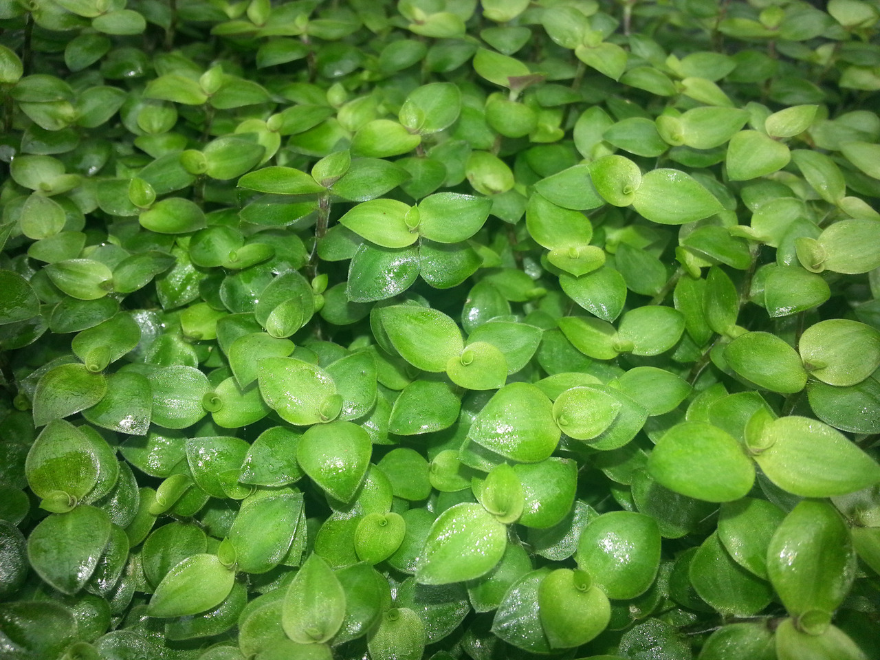 Das Bild zeigt eine Nahaufnahme von frischen, grünen Blättern der Pflanze Callisia repens, auch bekannt als Kriechendes Schönpolster. Die Blätter sind klein, oval und glänzend, mit einer satten grünen Farbe. Diese Pflanze wird oft als Futterpflanze für Ha