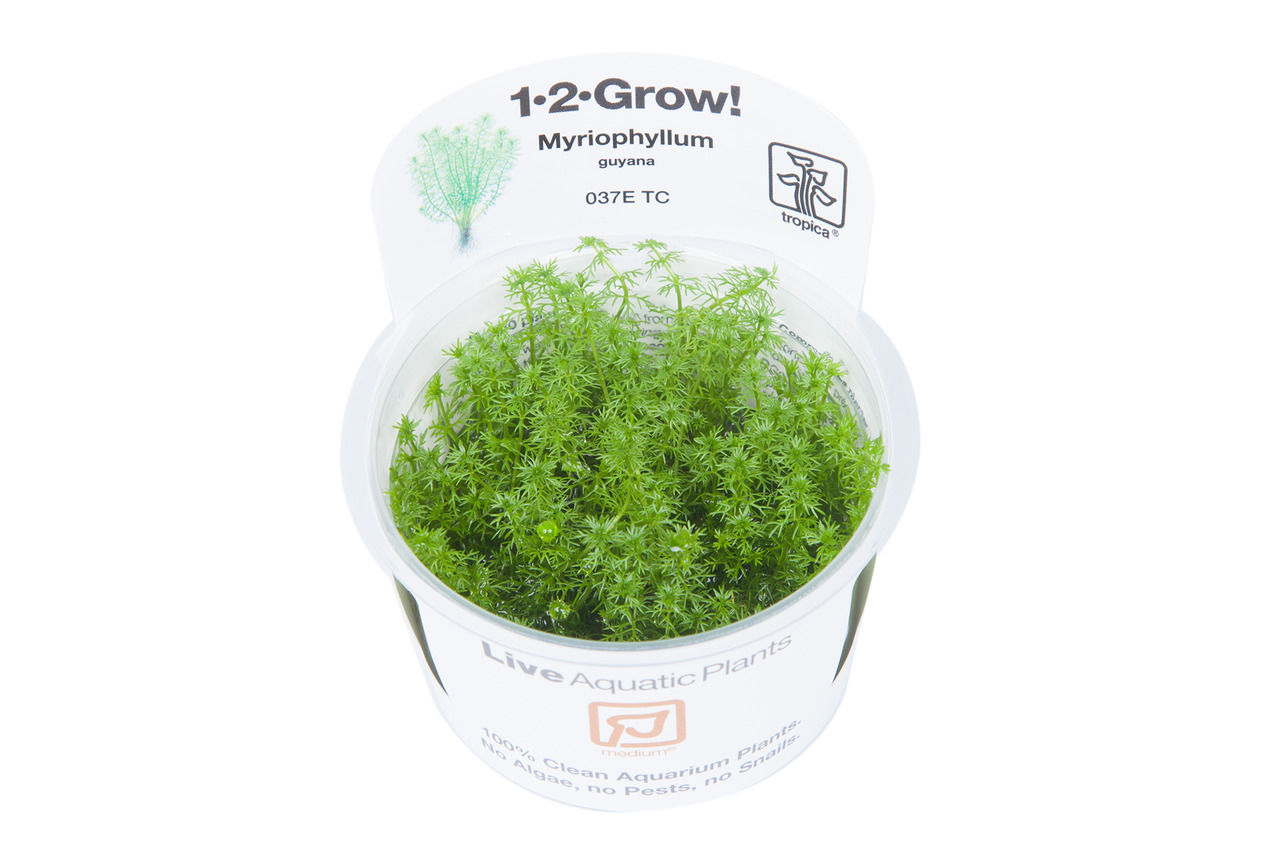 Tropica 1-2-Grow! Myriophyllum guyana, lebende Aquarienpflanze im Becher, für Aquarienbesitzer, sauber, ohne Algen, Schnecken, Schädlinge.