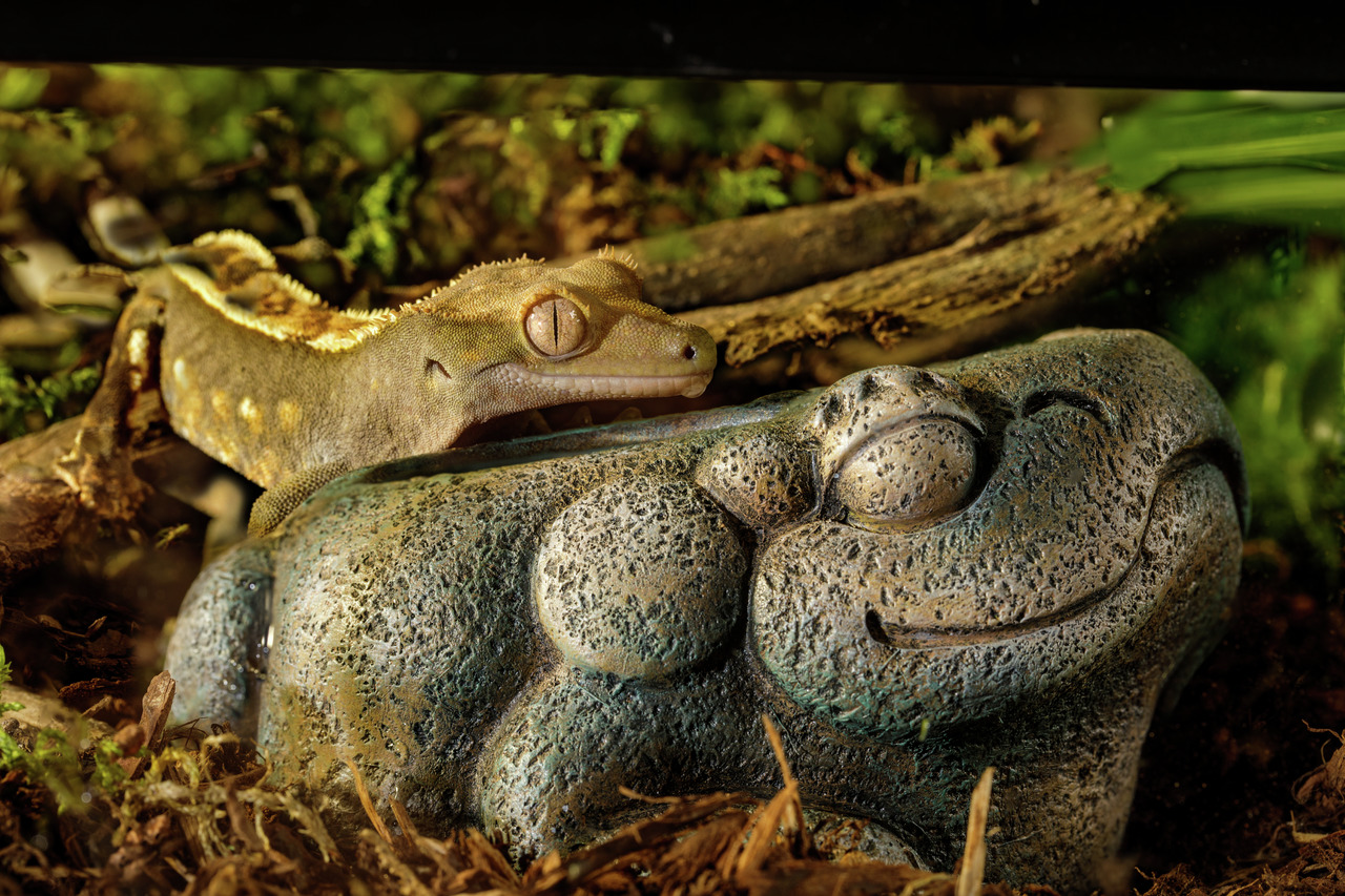 Exo Terra Aztec Frosch Wassernapf