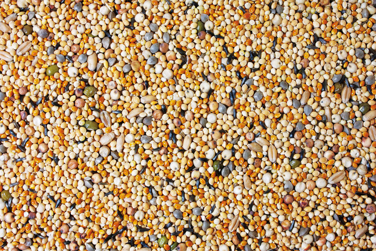 JR FARM Birds Keimfutter Wellensittich 1kg Vogelfutter