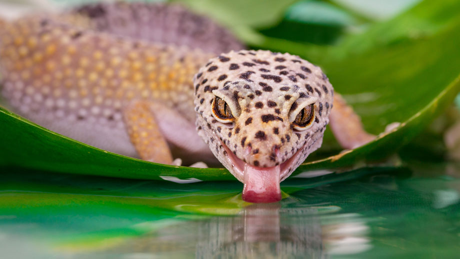 Leopardgecko trinkt Wasser