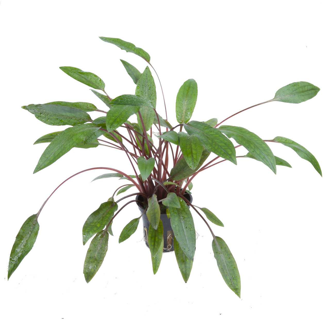 Tropica Cryptocoryne beckettii 'Petchii', grüne+rötliche Blätter, im Plastiktopf, ideal f. Süßwasseraquarien.