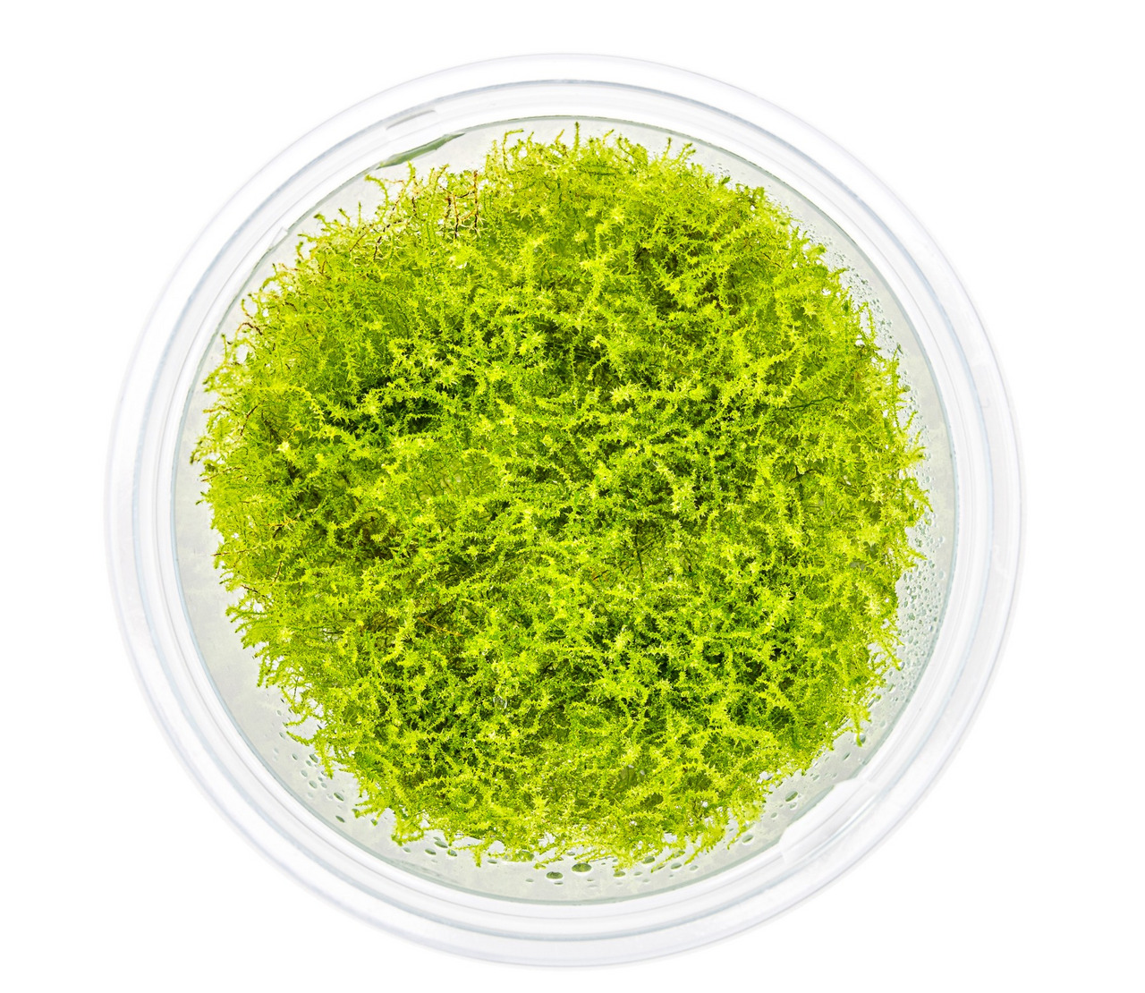 Das Bild zeigt eine transparente Kunststoffdose, die mit leuchtend grünem Javamoos (Taxiphyllum barbieri) gefüllt ist. Dieses Produkt der Marke ALOHA ist für Aquarienliebhaber geeignet und dient als dekoratives Pflanzenmaterial für Fische und Garnelen. Di