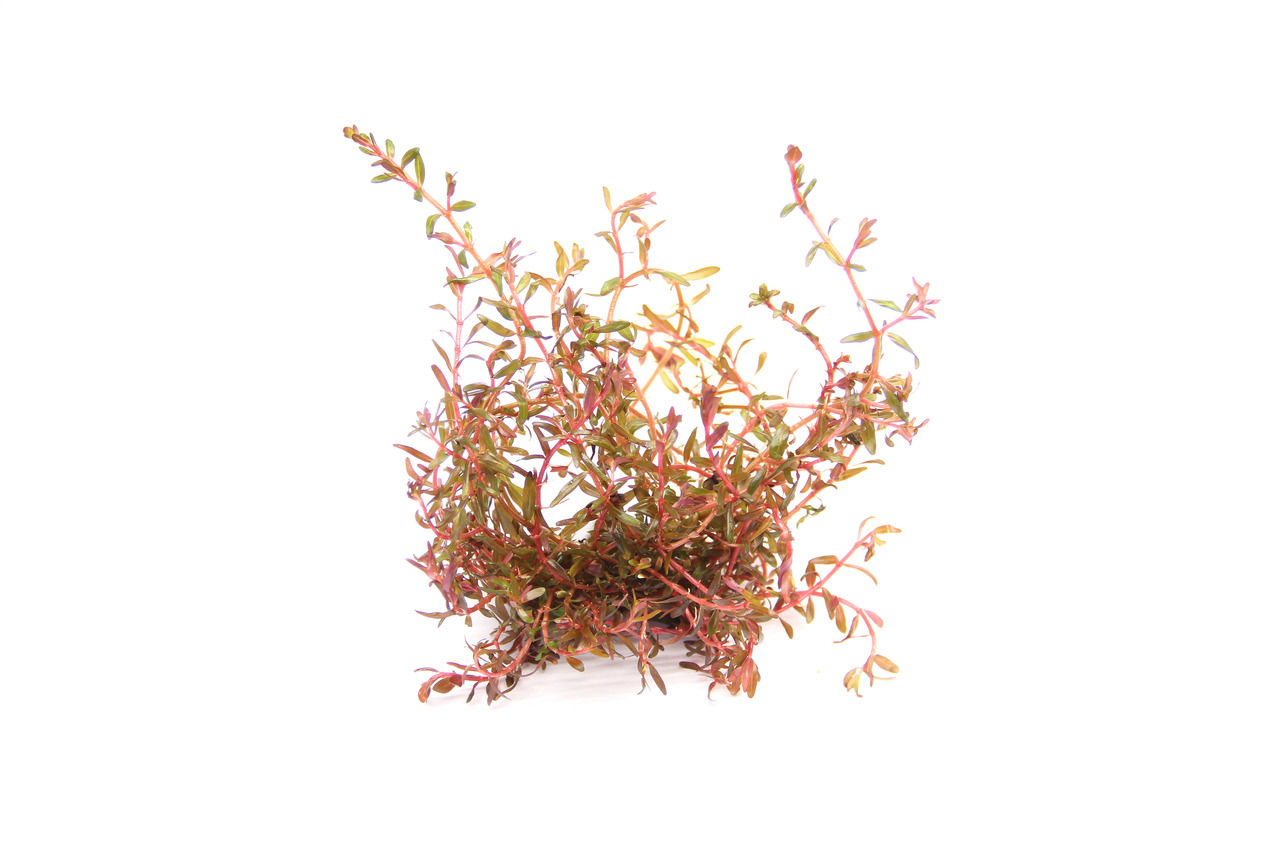 ALOHA Rotala rotundifolia sp. H´RA