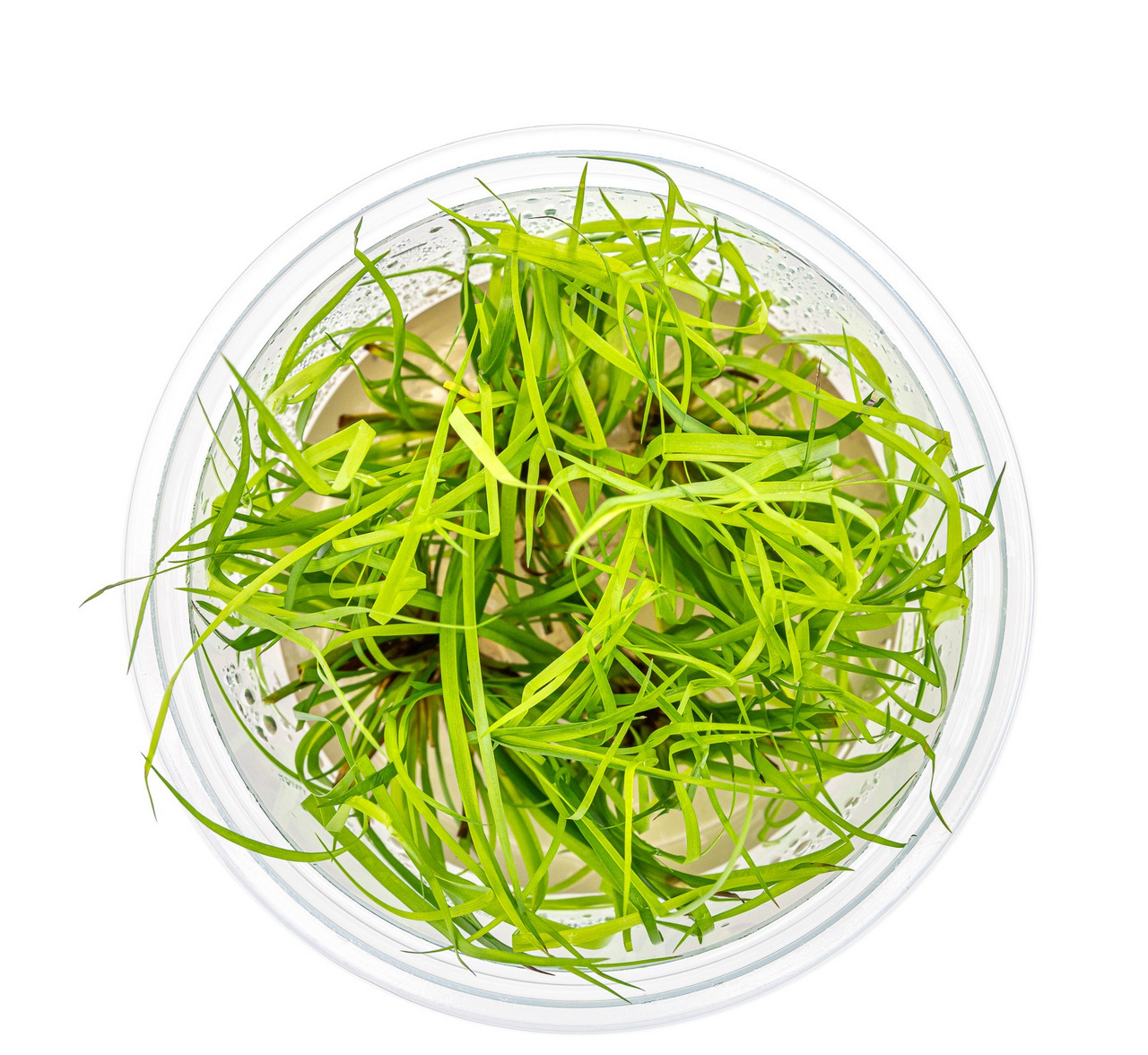 Eleocharis acicularis 'Mini', Aquarienpflanze, für Aquarienliebhaber, pflegeleicht, grasartige Blätter, frisches Pflanzenmaterial.