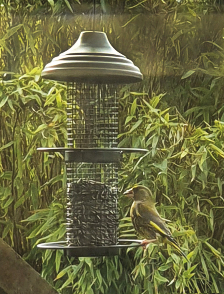 Auf dem Bild ist ein Nobby Vogelfutterspender zu sehen, der mit Sonnenblumenkernen gefüllt ist. Ein Grünfink sitzt auf der unteren Stange und pickt an den Samen. Der Spender ist aus Metall gefertigt und hängt vor einer grünen, natürlichen Kulisse. Ideal f