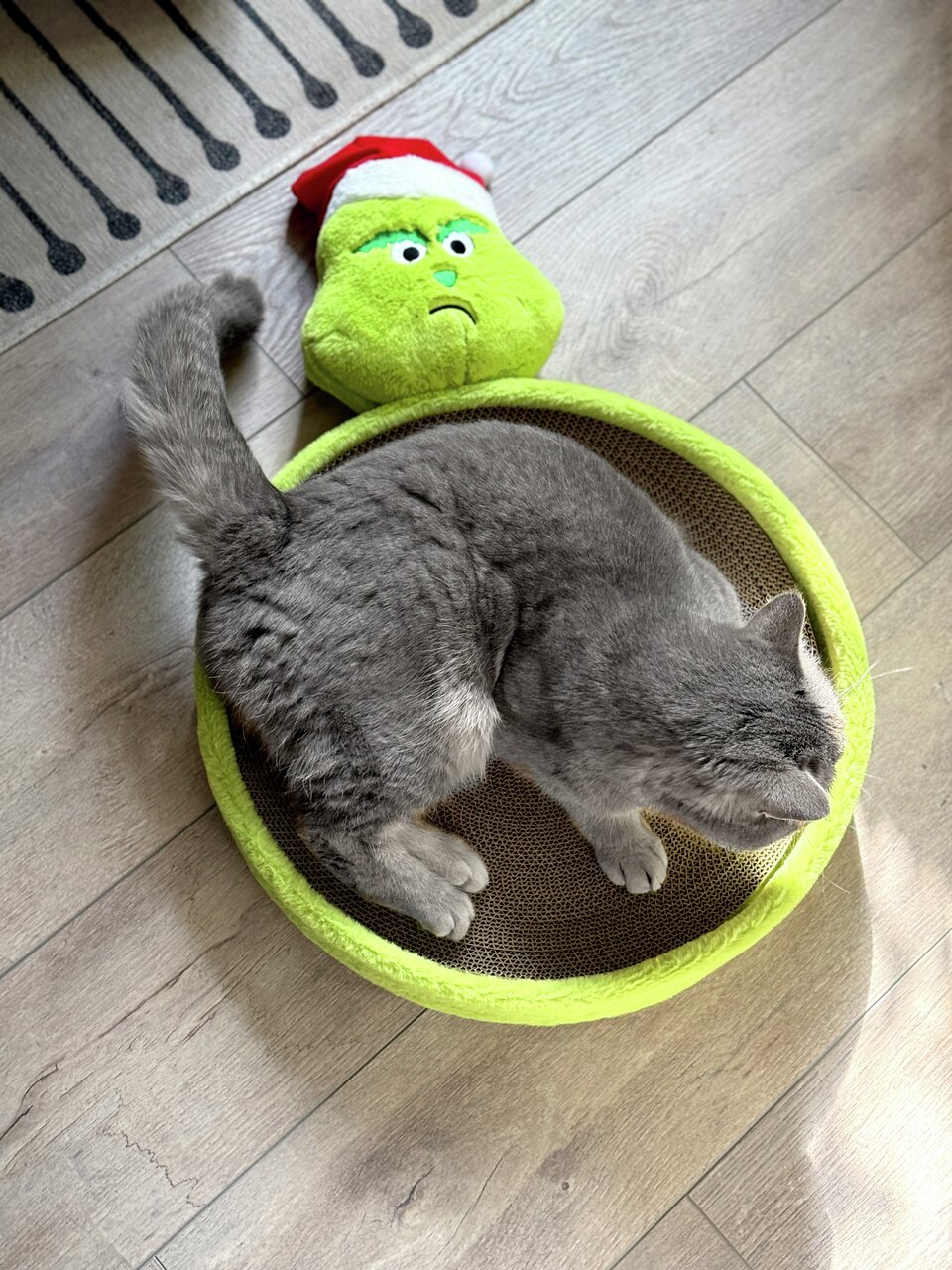 Graue Katze sitzt in einer grünen Kratzschale von Aumüller mit weicher Umrandung, daneben ein Grinch-Spielkissen.