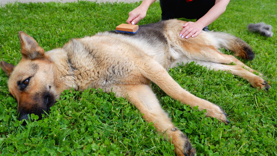 Schaeferhund liegt entspannt und seitlich im Gras und wird gebuerstet