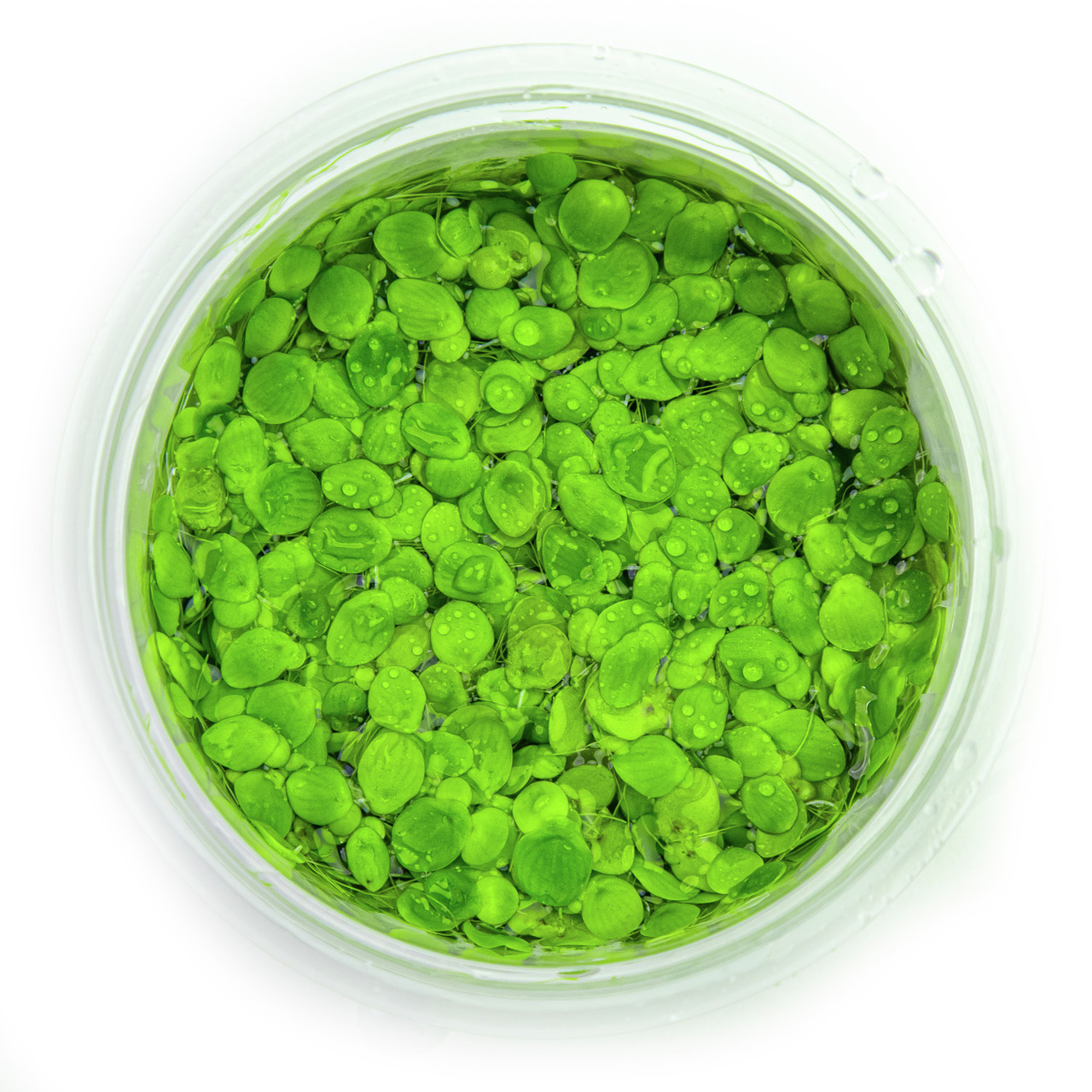 Tropica Monosolenium tenerum, Aquarium-Pflanze, frisch, vital, für Aquarien geeignet, leuchtend grün, im transparenten Behälter.