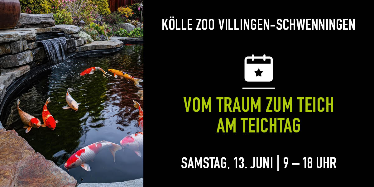 Koi schwimmen in einem Teich. Auf der rechten Seite gibt es Infos zum Event.