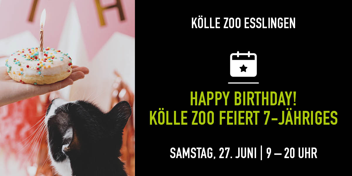 Katze schaut hoch auf Hand mit Geburtstagskuchen. Rechte Seite Infos zum Event.