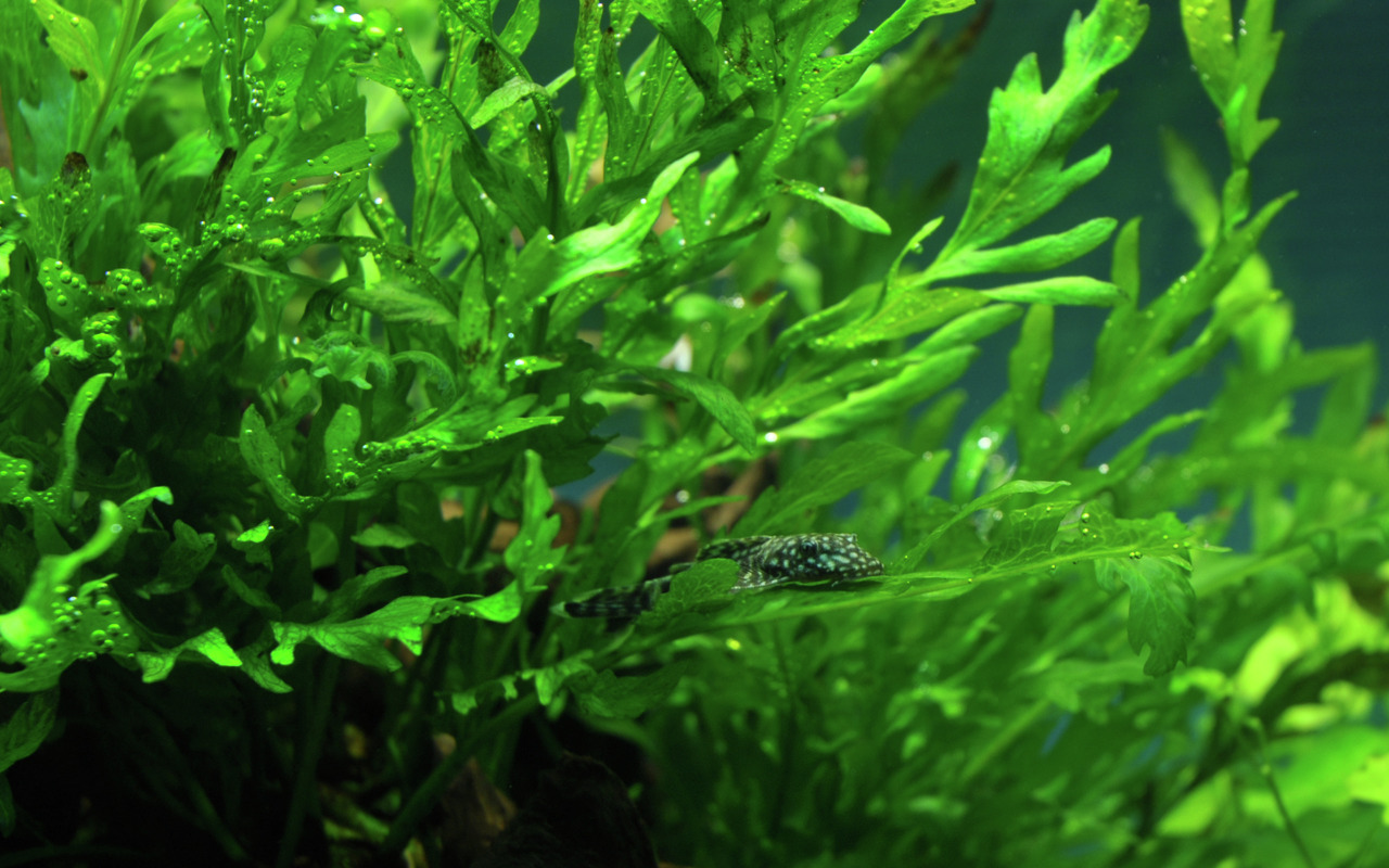 Tropica Wasserpflanze für Aquarien, leuchtend grün, gesund (Photosynthese), ideal für Welse.