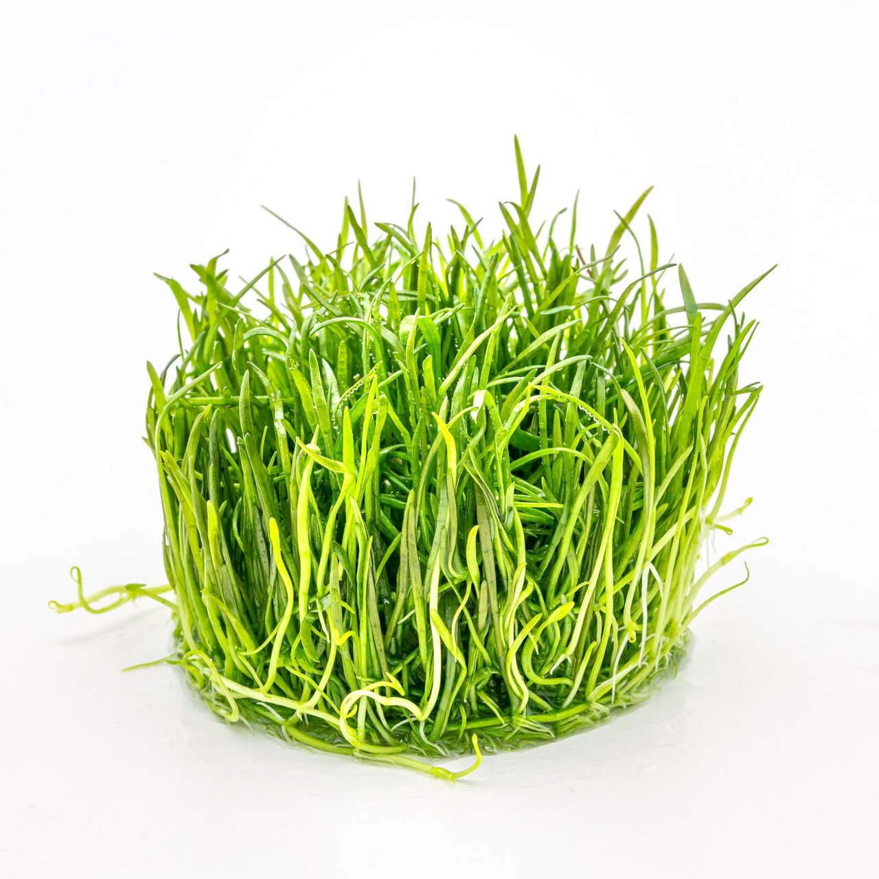 ALOHA Katzengras, für Katzen, natürliche Nahrungsergänzung, unterstützt Verdauung & Haarballenausscheidung, frisch, saftig.