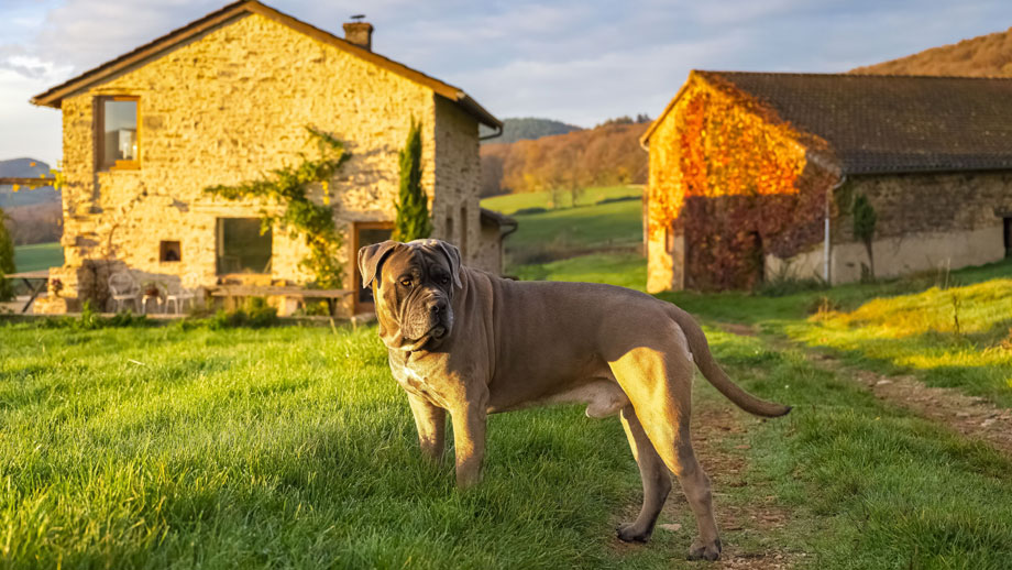 Brauner Molosser vor italienischem Gehöft