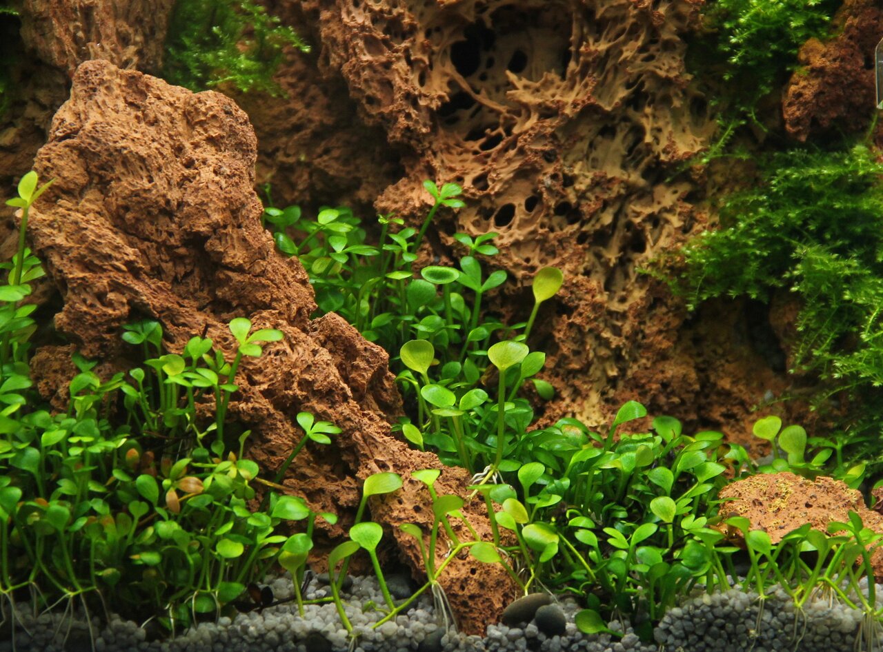 Detailr. Unterwasserlandschaft im Aquarium mit grünen Pflanzen u. braunen Steinen, die naturnah wirken. Harmonie pur!