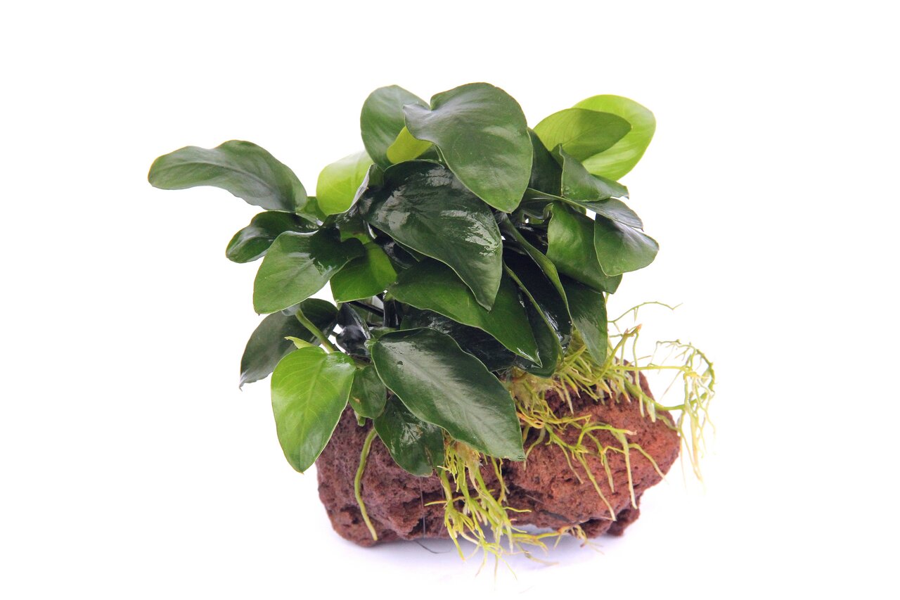 ALOHA Aquarienpflanze auf Lavastein, für Aquarienliebhaber, dekorativ & Versteck für Fische, dunkelgrüne Blätter, natürliche Optik.