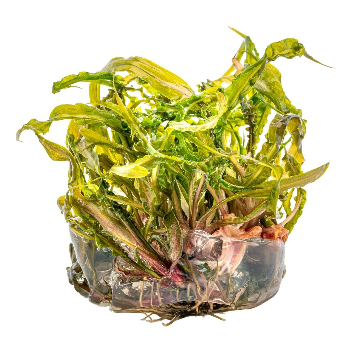 ALOHA Cryptocoryne crispatula Cup C105