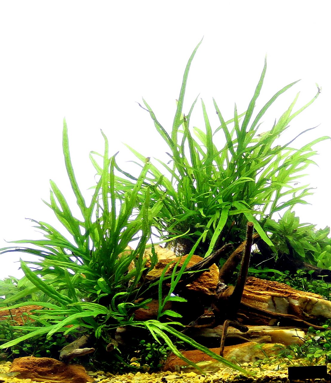 ALOHA Wasserpflanze, grün, dicht wachsend, für Süßwasseraquarien, ideal als Versteck für Fische, auf Stein-Kies-Untergrund.